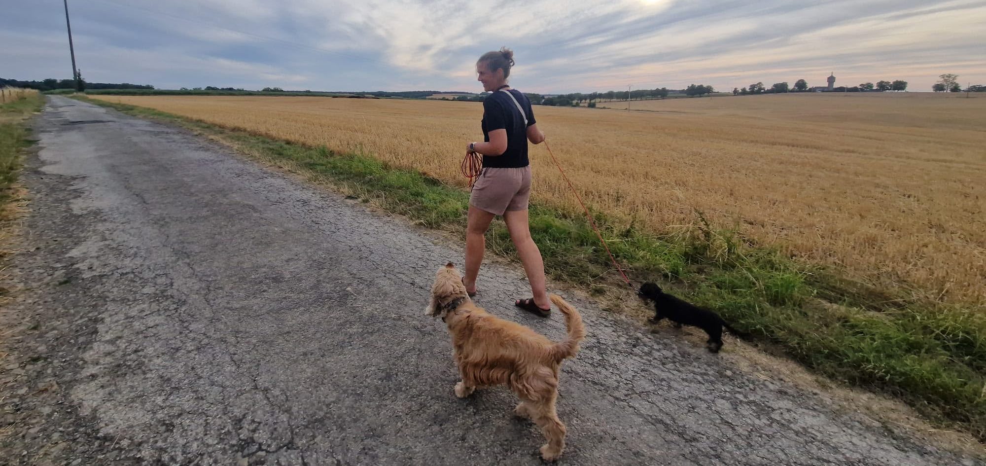 Wandeling met twee honden langs een graanveld